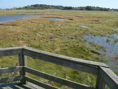 Belle Isle Marsh in Boston