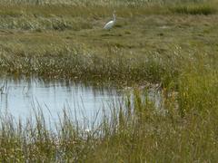 Egret in Belle Isle Marsh, Boston