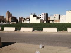 A grass farm near the Nile River in Egypt