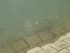 Fish swimming in a harbor