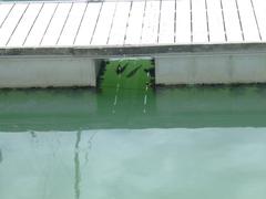 Fish swimming in a harbour