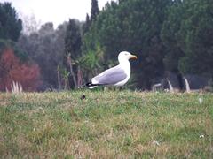 Seagull in Palavas-les-Flots, France - Dec 2015