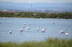 Lots of pink flamingos at Etang de Mejean