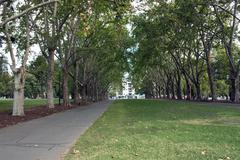 Avenue of Plane Trees in Carlton Gardens, Melbourne