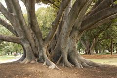 Fig Tree in Carlton Gardens, Carlton Victoria