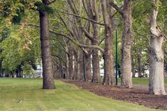 Grand Allee of plane trees leading to the Exhibition Building in Carlton Gardens, Melbourne