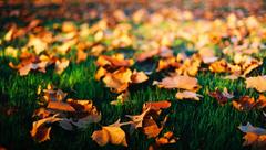 Autumn leaves in Carlton Gardens