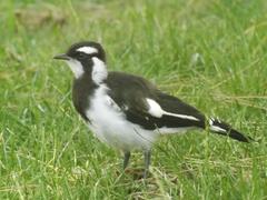 Magpie-lark at Carlton Gardens in Melbourne