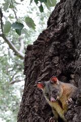 Brushtail possum in Carlton Gardens