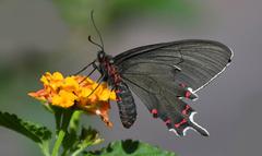 Mariposa Viudita del Monte on a flower