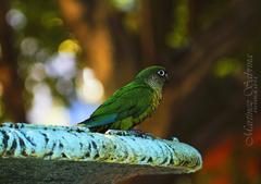 Parrot in a fountain at Buenos Aires Botanical Garden