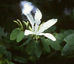 Bauhinia forficata subsp. pruinosa flower