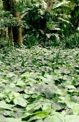 detail of Buenos Aires Botanical Garden