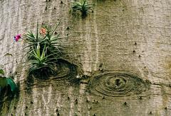 Epiphyte on a tree trunk at Buenos Aires Botanical Garden