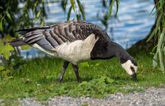 barnacle goose on Djurgarden