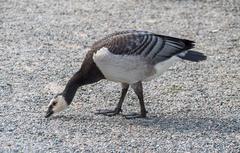 Barnacle goose on Djurgarden