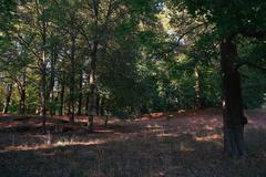 oak forest of Djurgården in Stockholm