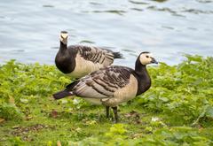 Barnacle geese on Djurgarden