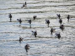 Barnacle geese on Djurgarden