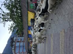 Goats moving in Manali