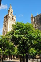 View of the Giralda tower and Seville Cathedral from Orange Tree Courtyard