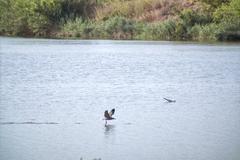 Birds over water at Desembocadura de Millars