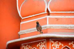 Contrast of Jaipur's colors