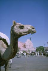 Camel in Jaipur with Hawa Mahal in the background, 1962