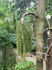 Fishtail Palm flower