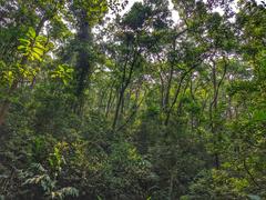 Forest in Baak Wan Mountain, Canton