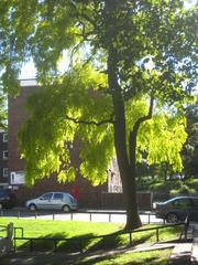 Robinia tree in autumn sun at Bourne Terrace, Westbourne Green