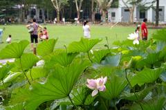 Lotus plants in Zhongshan Park, Shanghai