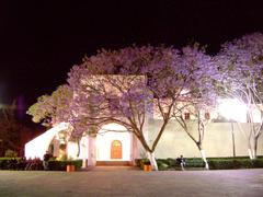 Bougainvillea flowers in bloom