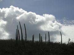 Cephalocereus columna-trajani cactus near Tehuacán, Puebla, Mexico