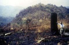 Degraded forest land in Doi Suthep-Pui National Park