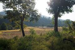 Mixed deciduous-evergreen forest in Doi Suthep-Pui National Park, Chiang Mai, Thailand