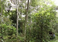 12-year-old forest restoration plot with various tree species in Doi Suthep-Pui National Park, Northern Thailand