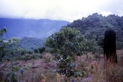 forest restoration site in Doi Suthep-Pui National Park