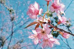 Wild Himalayan cherry blossoms at Doi Suthep-Pui National Park