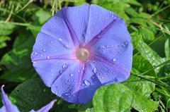 Ipomoea purpurea plant with heart-shaped leaves and hairy stems