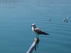 Young seagull in Peniscola harbor