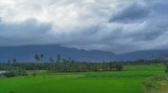 Lush green paddy fields between Aralvaimozhy and Nagercoil