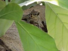 Indian Palm Squirrel