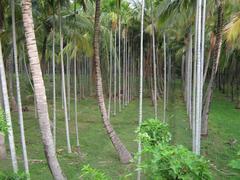 Areca Nut Plantation in Nagercoil