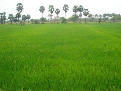 Green rice fields in Nagerkoil, Tamil Nadu