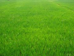 soothing green paddies in Nagercoil, Tamil Nadu