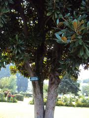 Shalimar Gardens in Srinagar with lush greenery, water features, and Mughal architecture