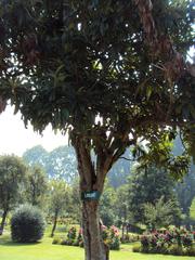 Blossoming flowers and Mughal architecture at Shalimar Gardens in Srinagar