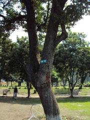 Shalimar Gardens in Srinagar