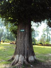 Shalimar Gardens in Srinagar